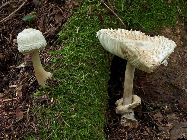 bedľa hustošupinatá Leucoagaricus nympharum (Kalchbr.) Bon