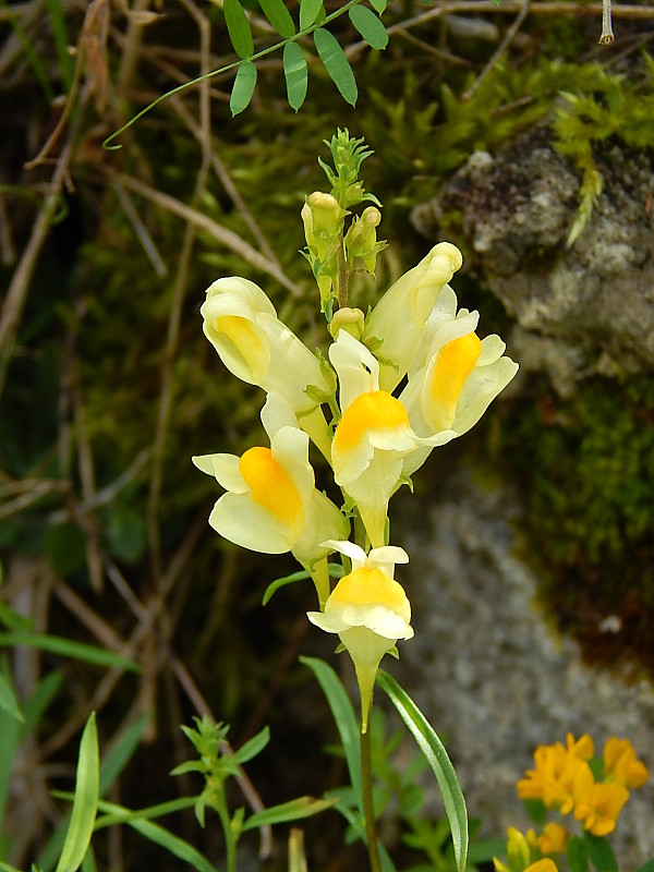 pyštek obyčajný Linaria vulgaris Mill.