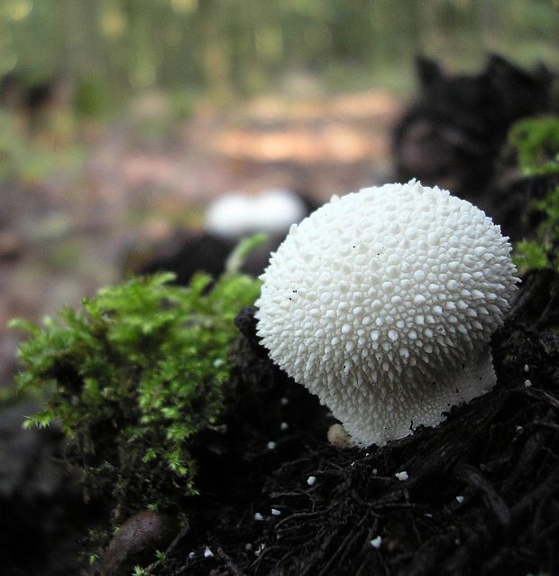 prášnica bradavičnatá Lycoperdon perlatum Pers.