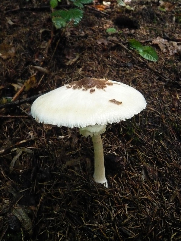 bedľa Konradova Macrolepiota konradii (Huijsman ex P.D. Orton) M.M. Moser