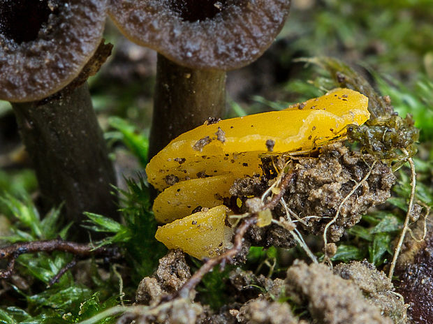 - Phaeohelotium cf. terrestre