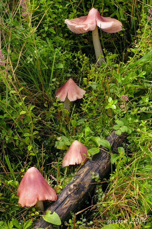 lúčnica ružovočervená Porpolomopsis calyptriformis (Berk.) Bresinsky