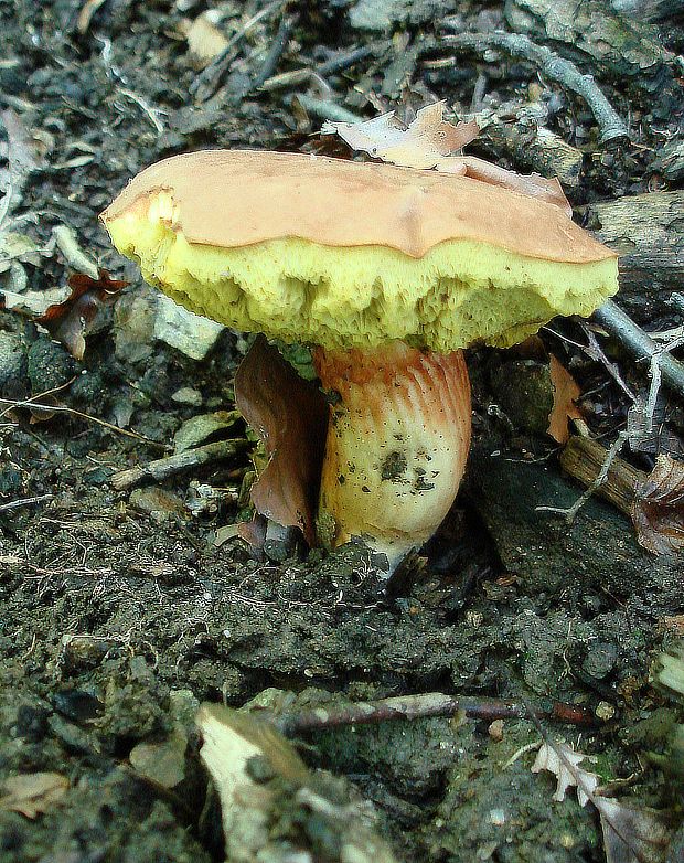 suchohríb Rheubarbariboletus armeniacus (Quél.) Vizzini, Simonini & Gelardi