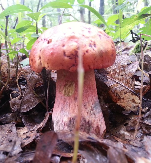 hríb Dupainov Rubroboletus dupainii (Boud.) Kuan Zhao & Zhu L. Yang