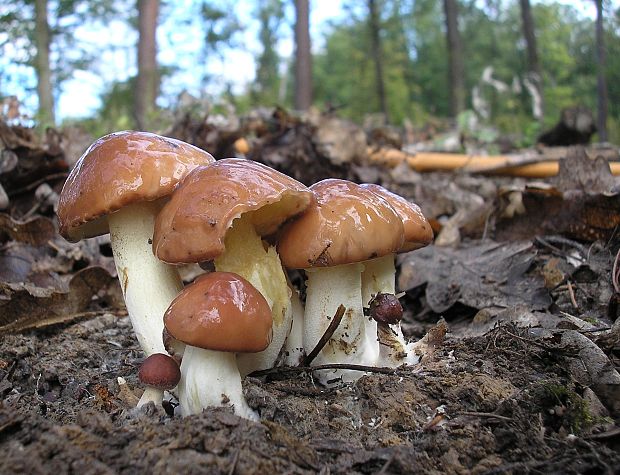 masliak zrnitý Suillus granulatus (L.) Roussel