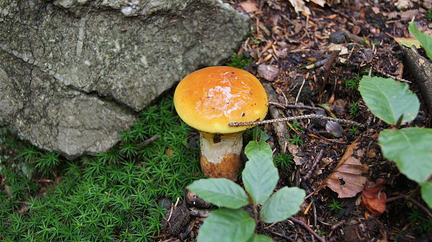 masliak smrekovcový Suillus grevillei (Klotzsch) Singer