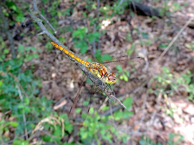 vážka obyčajná / vážka obecná ♀ Sympetrum vulgatum Linnaeus, 1758