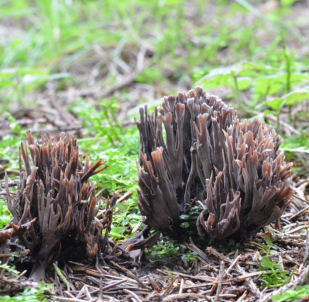 plesňovka Thelephora sp.