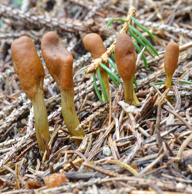 žezlovka srnková Tolypocladium ophioglossoides (J.F. Gmel.) Quandt, Kepler & Spatafora