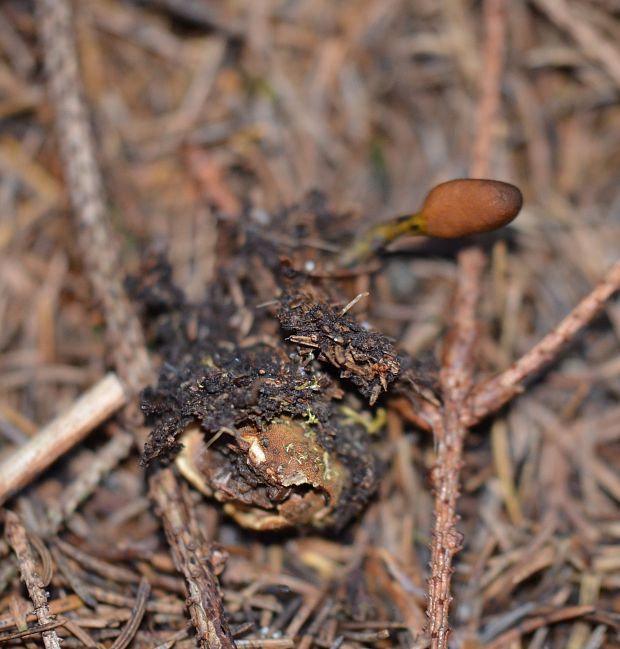 žezlovka srnková Tolypocladium ophioglossoides (J.F. Gmel.) Quandt, Kepler & Spatafora