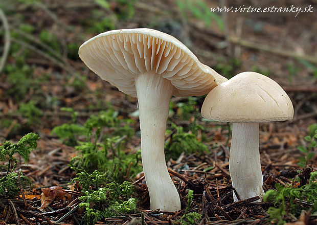 čírovka páchnúca Tricholoma inamoenum (Fr.) Gillet