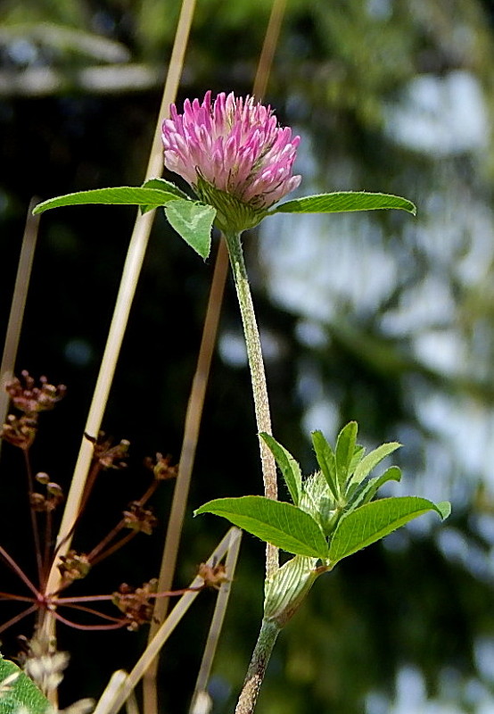 ďatelina lúčna Trifolium pratense L.