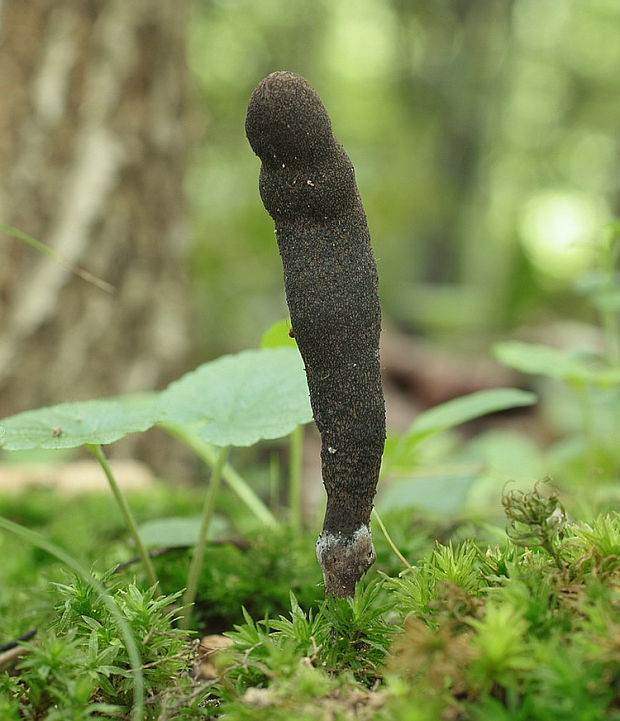 drevnatec štíhly Xylaria longipes Nitschke