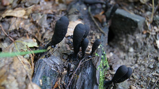 drevnatec Xylaria sp.