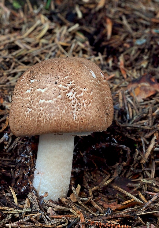 pečiarka lesná Agaricus sylvaticus Schaeff.