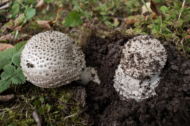 muchotrávka ostnatá Amanita echinocephala (Vittad.) Quél.