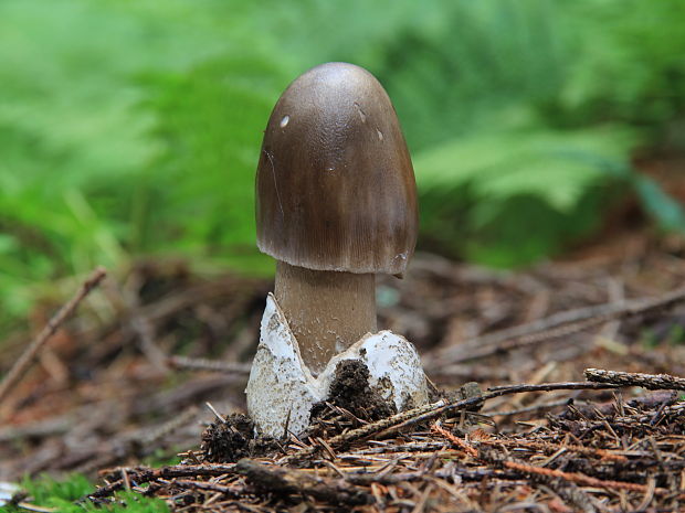 muchotrávka plavohnedá Amanita fulva Fr.