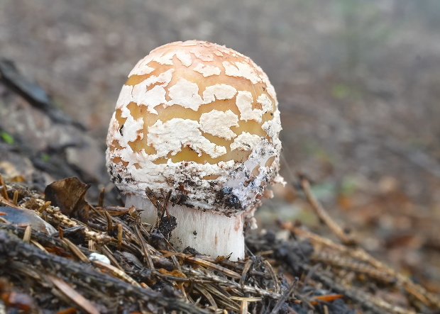 muchotrávka červenkastá Amanita rubescens Pers.