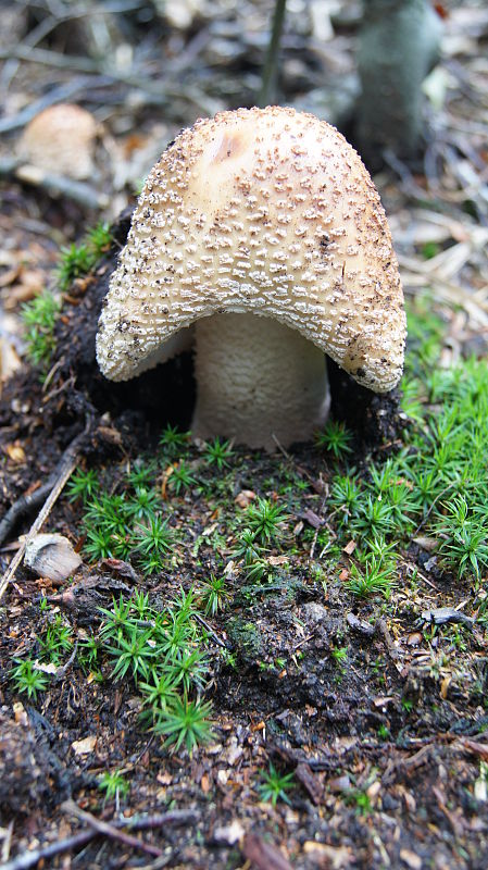 muchotrávka červenkastá Amanita rubescens Pers.