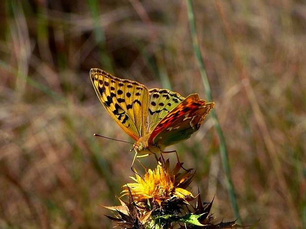 perlovec červený (sk) / perleťovec červený (cz) Argynnis pandora Denis & Schiffermüller, 1775