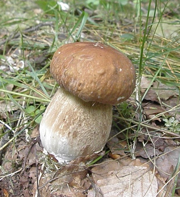 hríb smrekový Boletus edulis Bull.