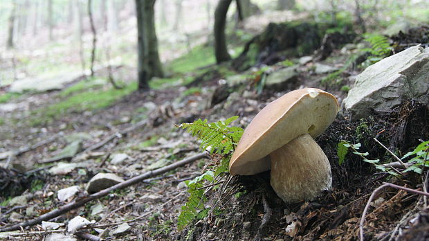 hríb smrekový Boletus edulis Bull.