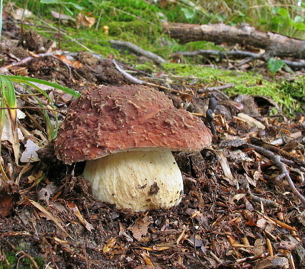 hríb sosnový Boletus pinophilus Pil. et Dermek in Pil.