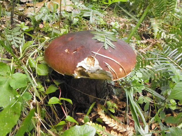 hríb dubový Boletus reticulatus Schaeff.