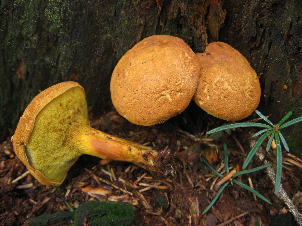 žltavec drevový Buchwaldoboletus lignicola (Kallenb.) Pilát