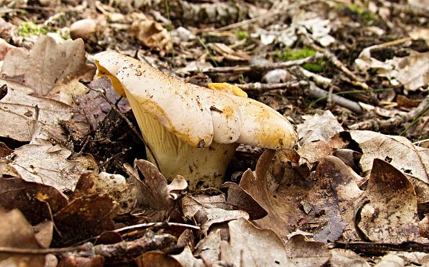 kuriatko jedlé Cantharellus cibarius Fr.