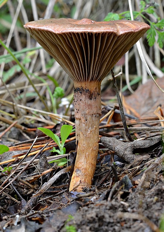 sliziak lepkavý Chroogomphus rutilus (Schaeff.) O.K. Mill.