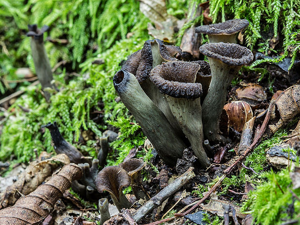 lievik trúbkovitý Craterellus cornucopioides (L.) Pers.