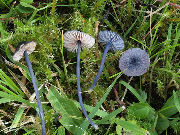 hodvábnica ( závojenka fialově modrá) Entoloma cf. cyanulum (Lasch) Noordel.