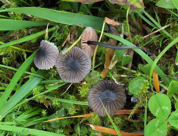 hodvábnica (Závojenka fialověmodrá) Entoloma cf. cyanulus (Lasch) Noordel.