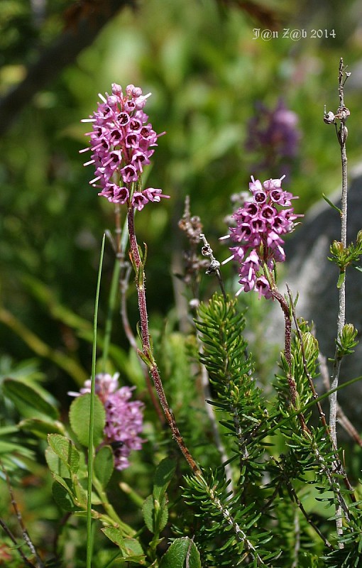 vresovec  Erica spiculifolia  Salisb.