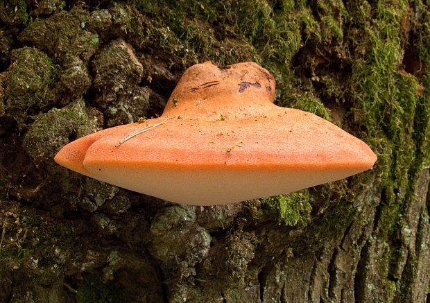 pečeňovec dubový Fistulina hepatica (Schaeff.) With.