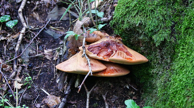 pečeňovec dubový Fistulina hepatica (Schaeff.) With.