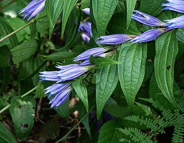 horec luskáčovitý Gentiana asclepiadea L.