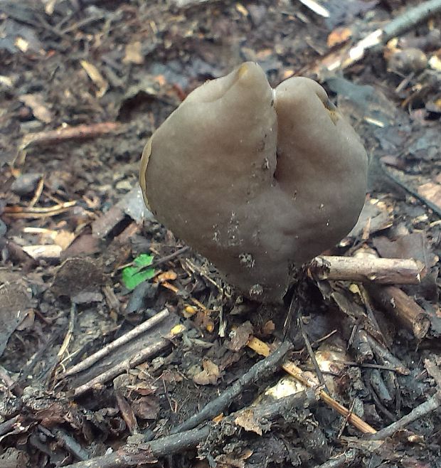 chriapač Helvella sp.