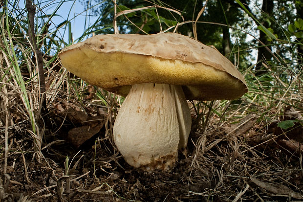 hríb jamkatý Hemileccinum depilatum (Redeuilh) Šutara