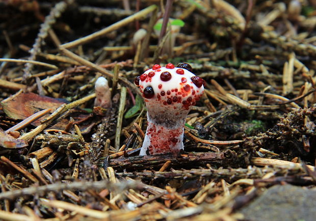 jelenkovka pálčivá Hydnellum peckii Banker