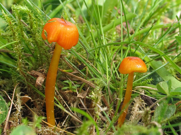 lúčnica blednúca Hygrocybe insipida (J.E. Lange ex S. Lundell) M.M. Moser