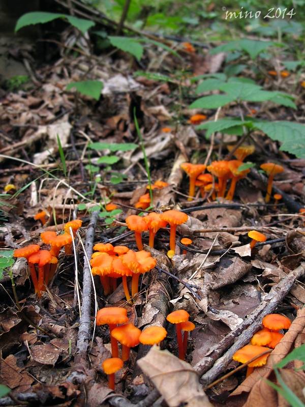 lúčnica kuriatkovitá Hygrocybe lepida Arnolds