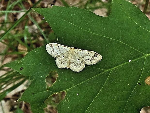 piadica mokraďová Idaea biselata Hufnagel, 1767