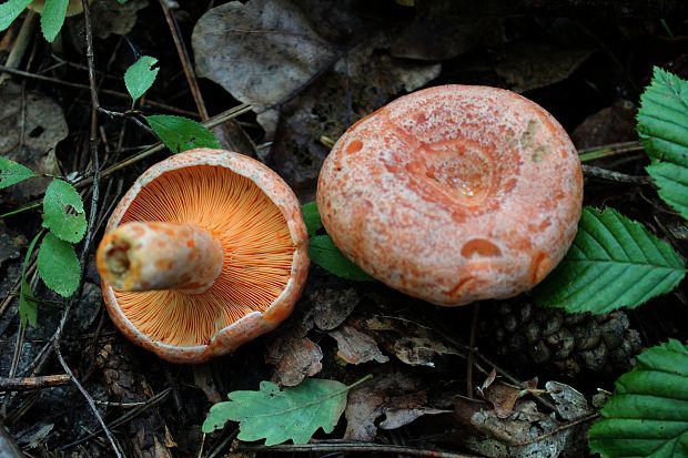 rýdzik pravý Lactarius deliciosus (L.) Gray