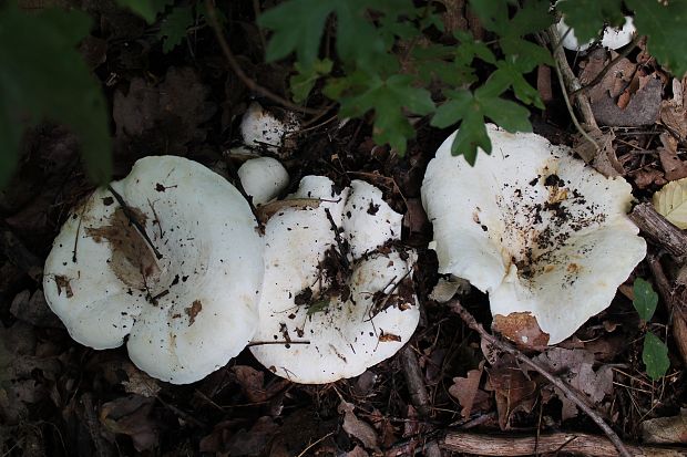 rýdzik korenistý Lactarius piperatus (L.) Pers.