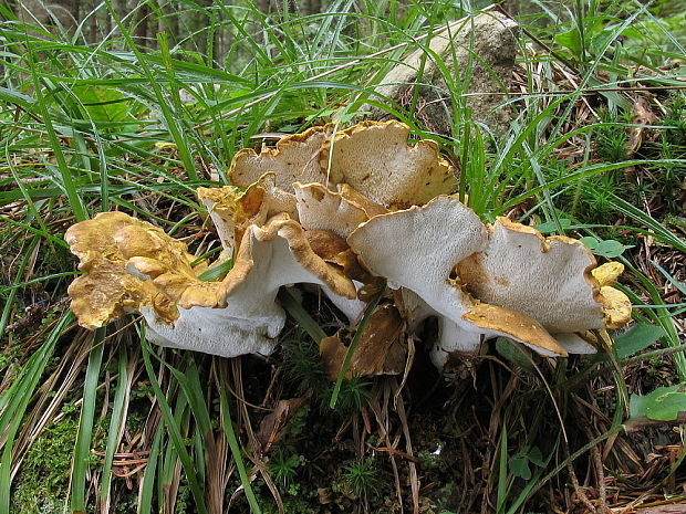 krásnopórovec zelenohnedý Laeticutis cristata (Schaeff.) Audet