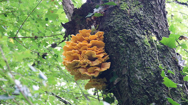 sírovec obyčajný Laetiporus sulphureus (Bull.) Murrill