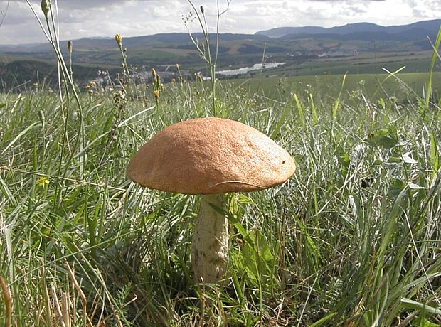 kozák osikový Leccinum albostipitatum den Bakker & Noordel.