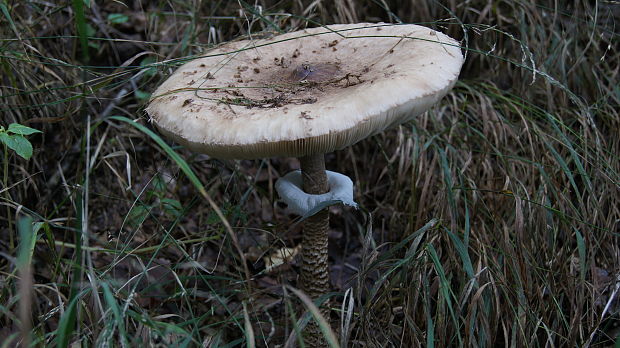 bedľa vysoká Macrolepiota procera (Scop.) Singer